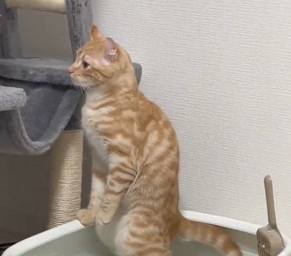 立ってトイレをするむぎちゃん