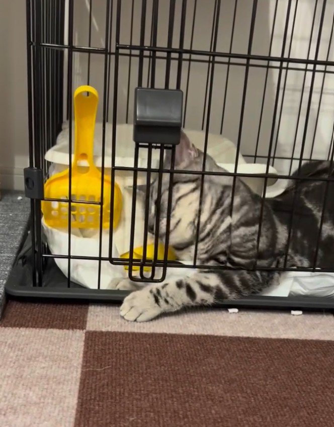 扉を噛む猫