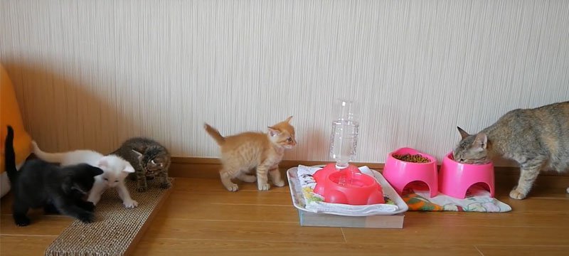 親猫と子猫