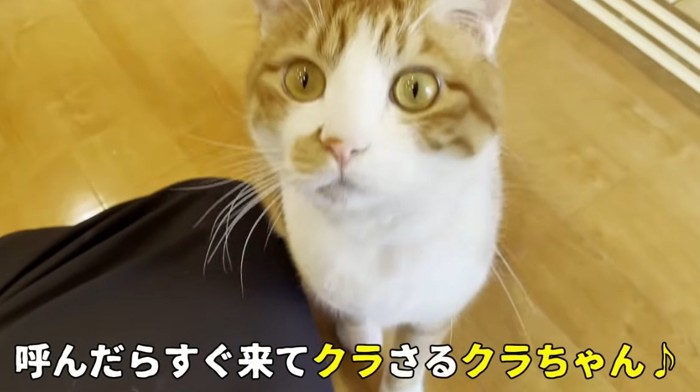 飼い主に呼ばれた茶トラ猫