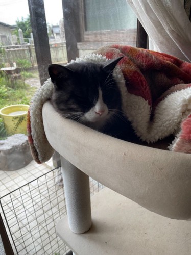 眠るハチワレ