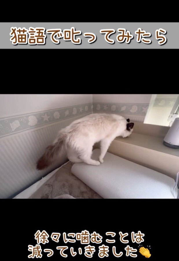 距離を取る猫