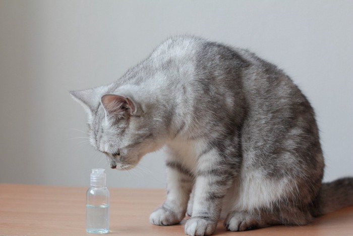 化粧水 舐める 猫 オファー