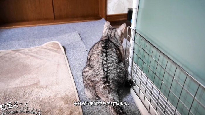 猫の背中