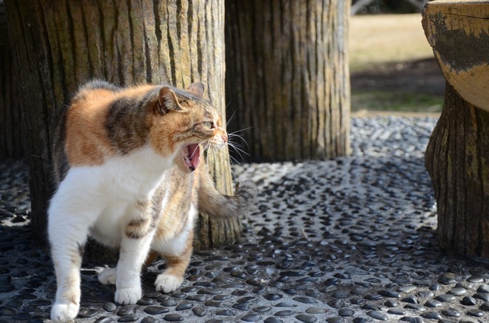 警戒する猫