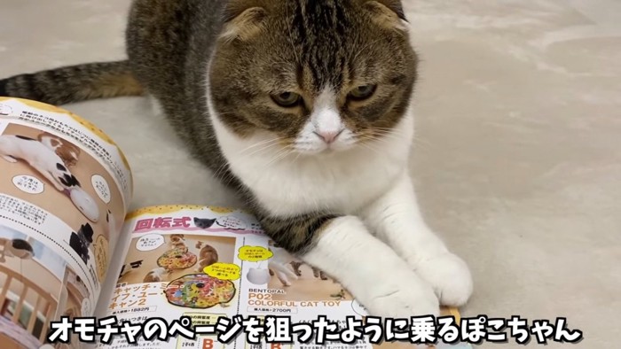 本に前足を乗せる猫