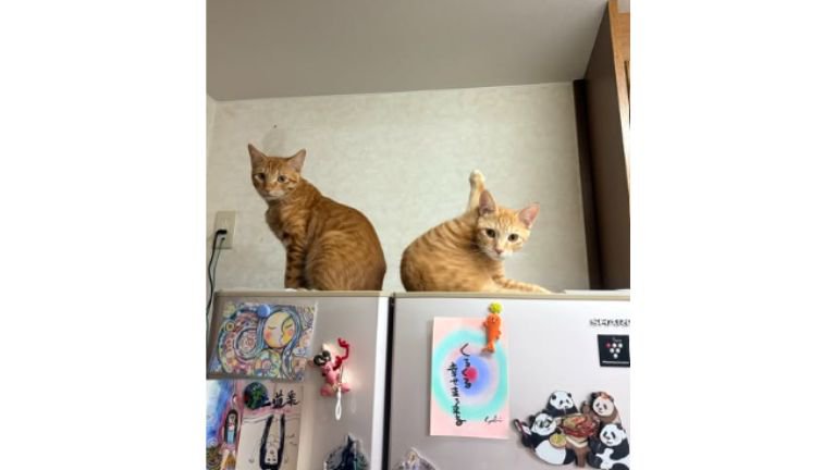 椅子の上の猫