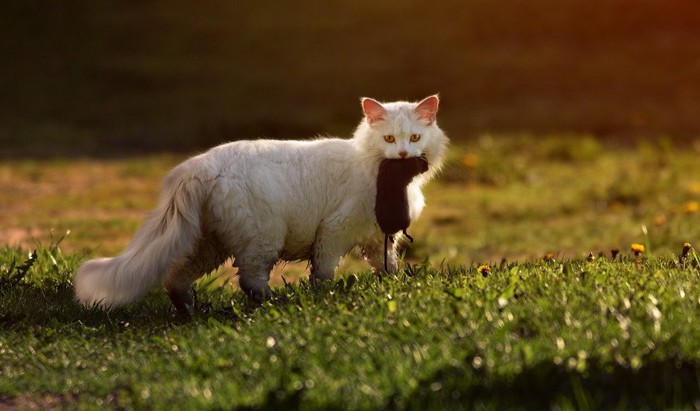 ネズミをくわえた猫