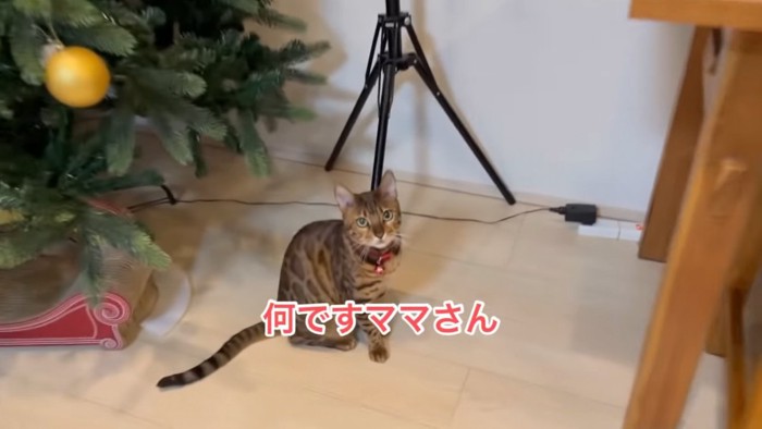 おすわりをする猫