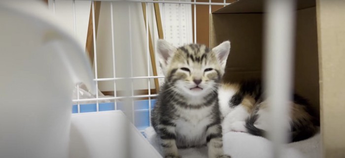 眠そうな子猫