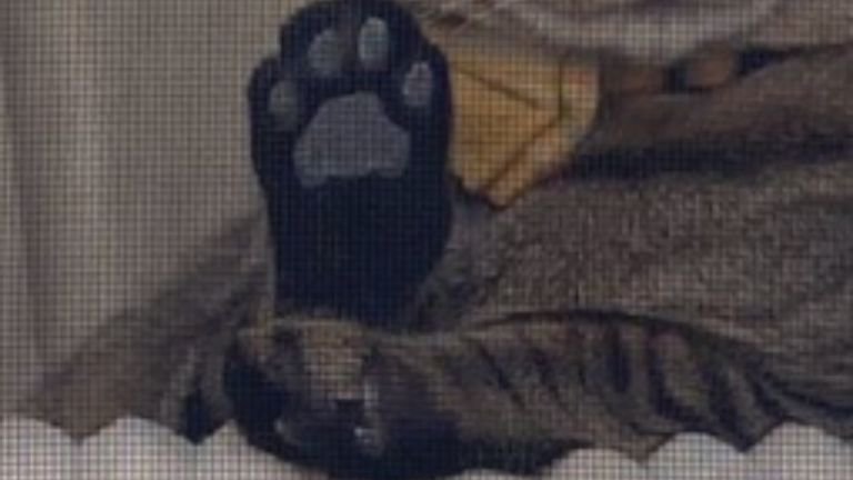 猫の肉球