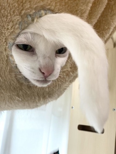 ハンモックから顔としっぽを出す猫