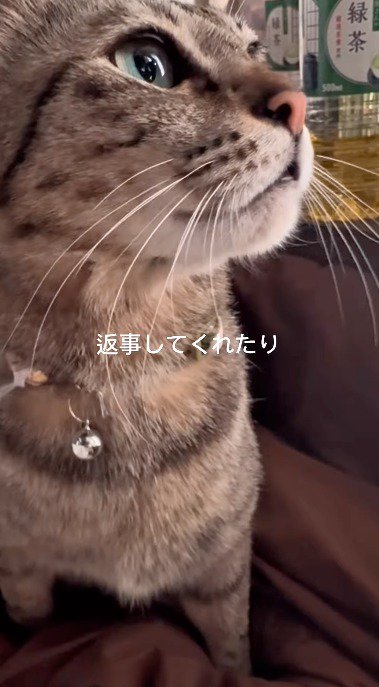 上を見上げながら鳴き声を上げる猫