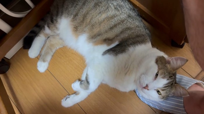 スリッパを枕に寝る猫