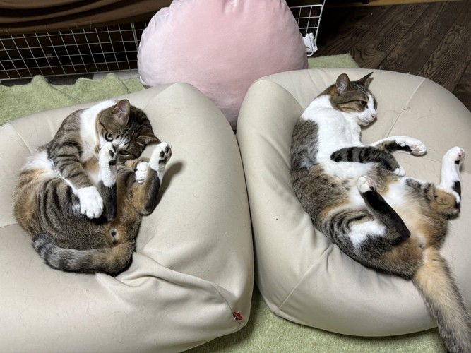 それぞれクッションで寝ころぶ2匹の猫