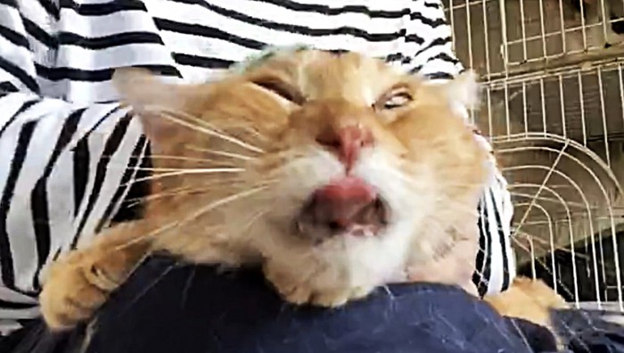 白目で下を出す猫