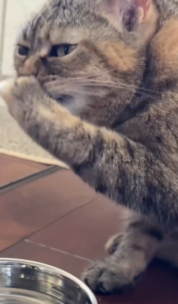 口を手で覆う猫4
