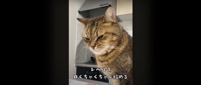 座っている猫%％なんだか落ち着かない様子