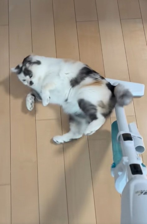 掃除機に背中をこすりつける三毛猫