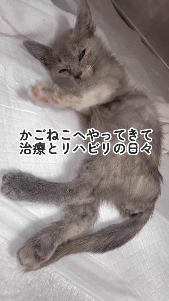 横たわる猫