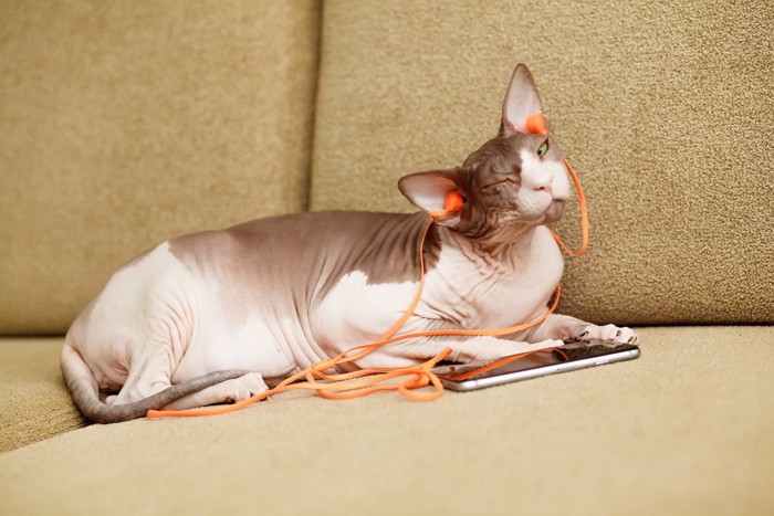 イヤホンを付けて嫌そうな顔をしている猫