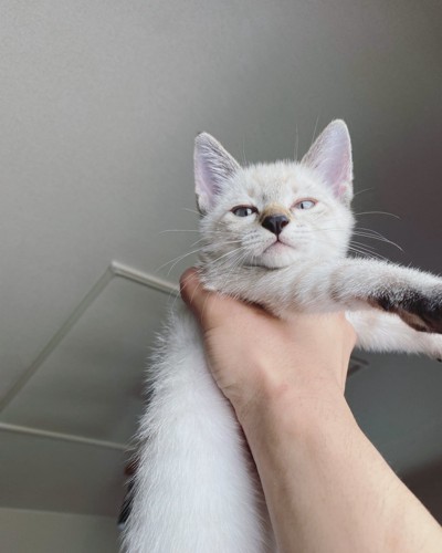 手で持たれる猫