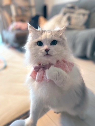 誕生日を迎えたサイベリアンの猫