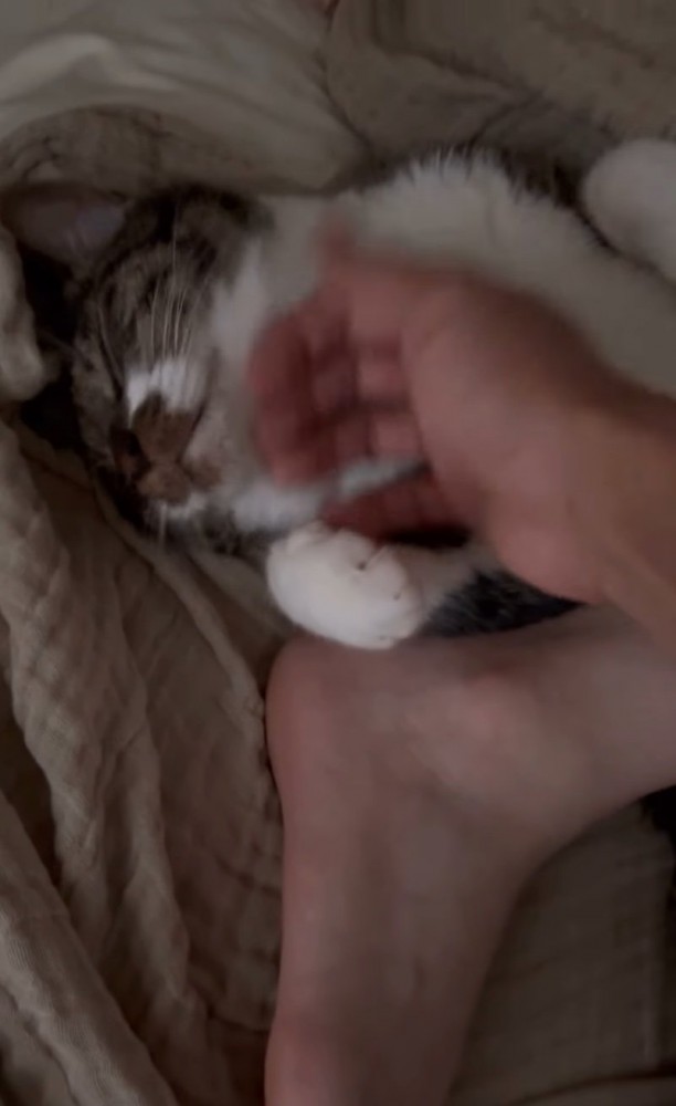 顎を撫でてもらう猫