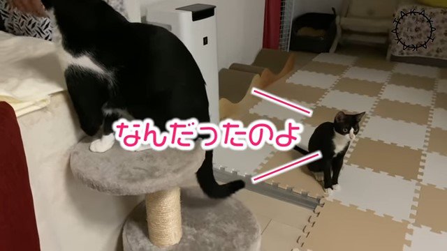 キャットタワーの上の猫と床で座っている猫