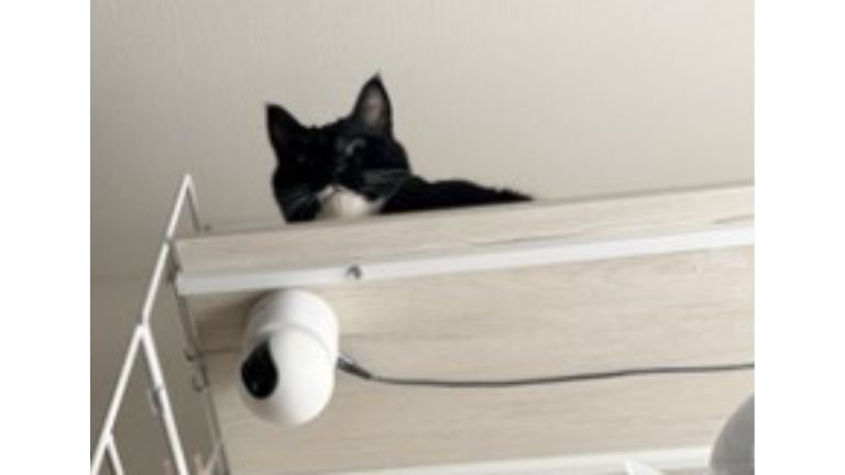 高いところにいる猫