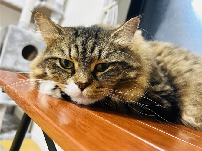 茶色い猫