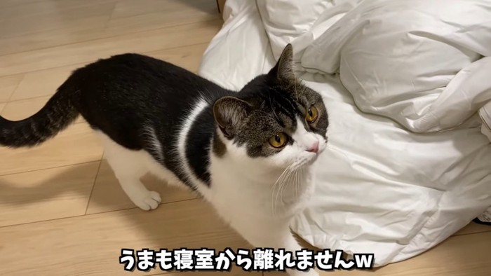 立っている猫