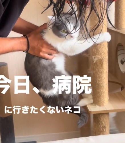 飼い主さんを見つめる猫