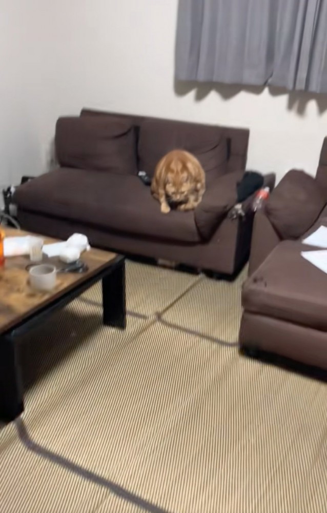 ソファの上に座る猫