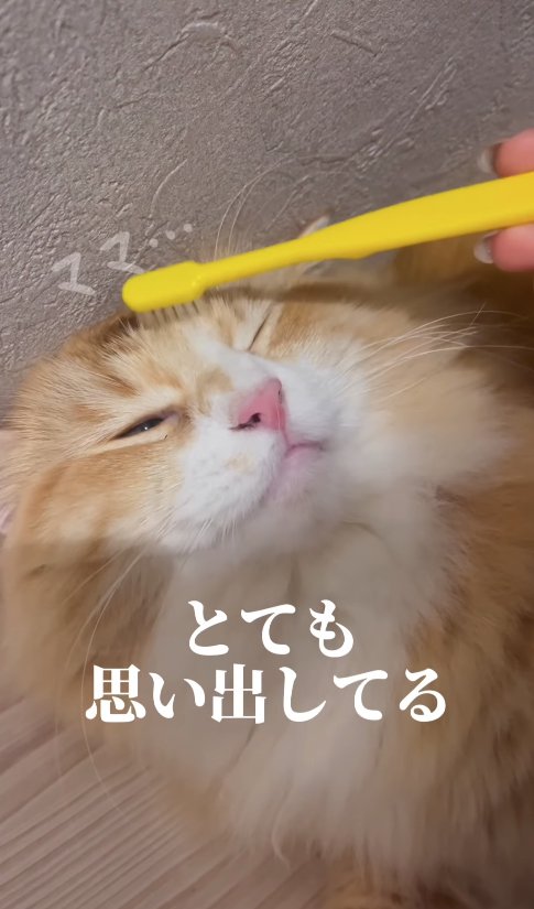 ひっくり返って寝ながら飼い主に頬を撫でられている猫