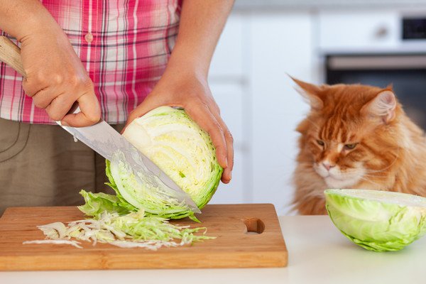 キャベツのみじん切りを眺める猫