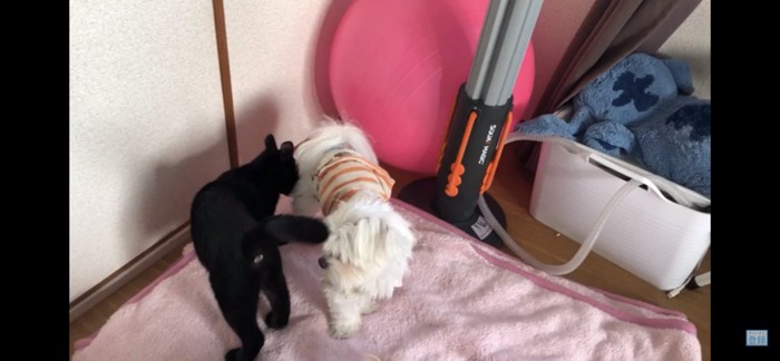 犬のにおいを嗅ぐ猫