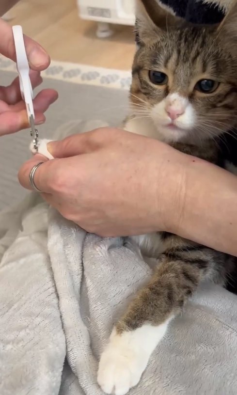 爪を切られている猫
