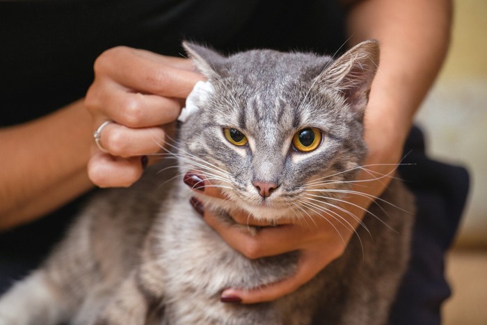 耳掃除をされる猫