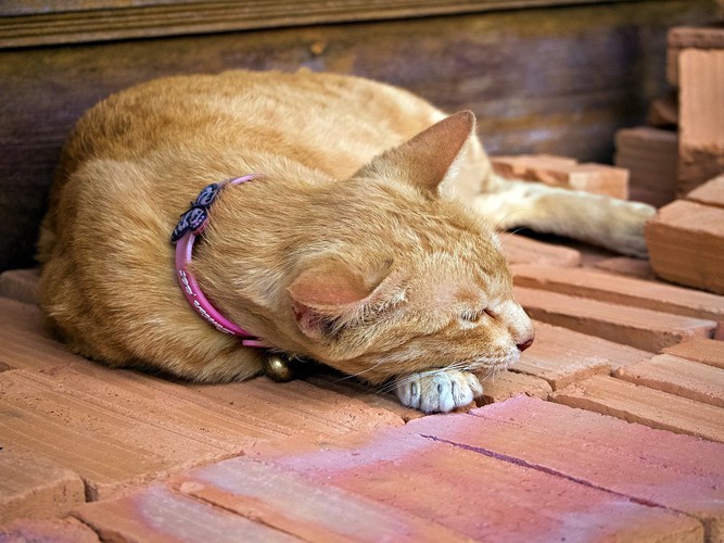 レンガの上に寝ている猫