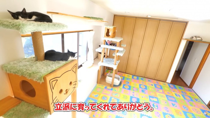 子猫達の成長がとっても嬉しい飼い主さんでした