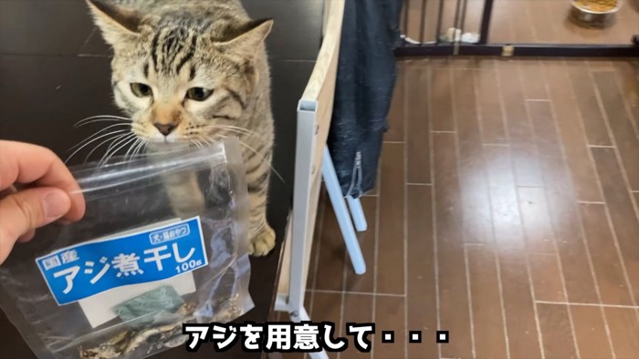 アジの煮干しと猫