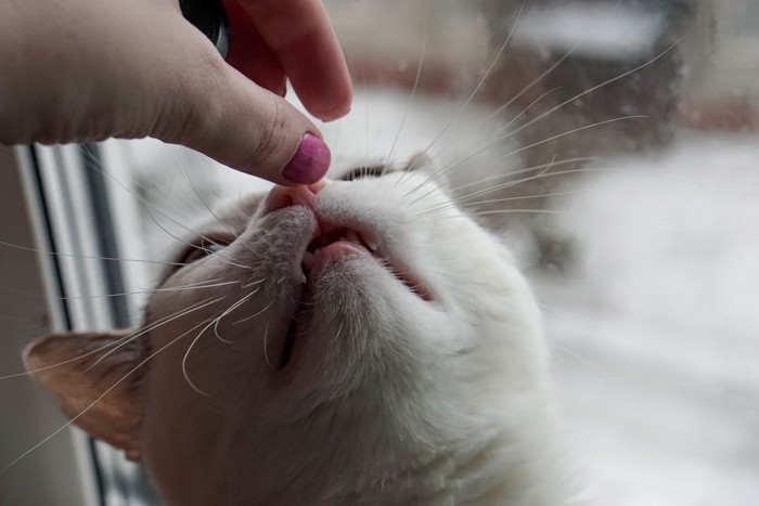 人の手のにおいを嗅ぐ猫