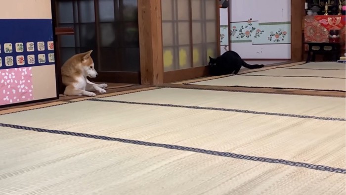 姿勢を低くして犬を狙う猫