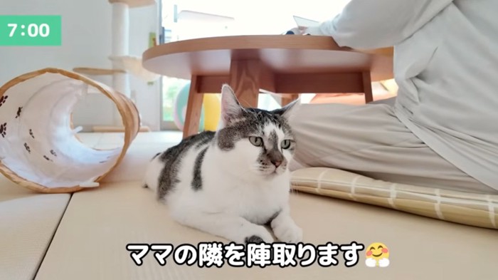 女性の隣に座っている猫