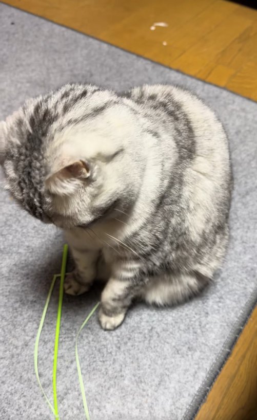 やや左前足を上げながら猫じゃらしを見ている猫