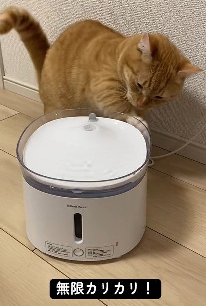 給水器をカリカリひっかく猫
