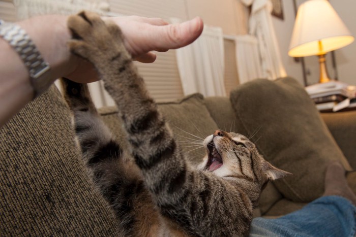 .飼い主さんの手に怒る猫