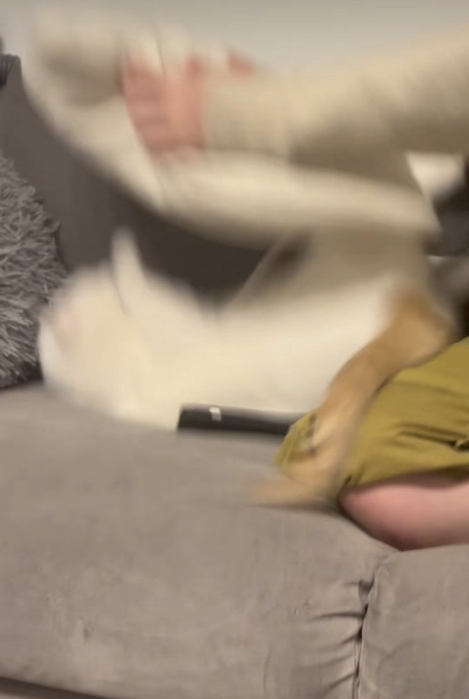 クッションに当たってひっくり返る保護猫