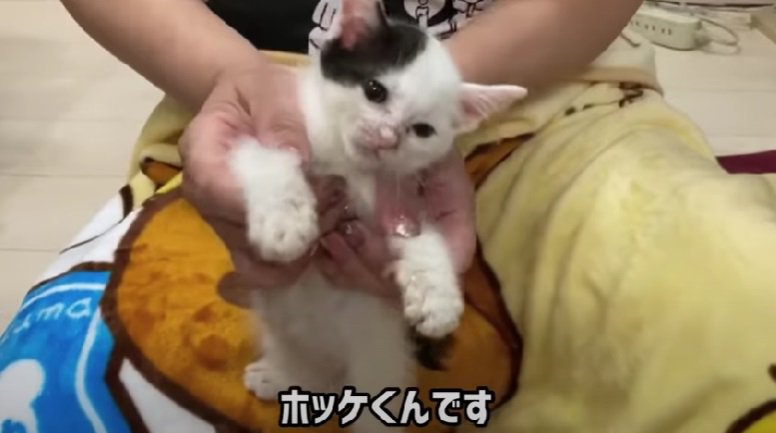 投稿主さんに抱っこされる黒白子猫